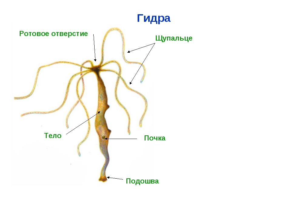 Рабочая ссылка на blacksprut blacksprut click